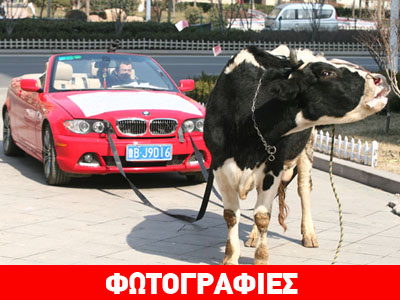 Έβαλε αγελάδα να… σέρνει το αυτοκίνητό του για να διαμαρτυρηθεί