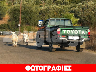 Νέος τρόπος για να βγάζεις βόλτα τα… πρόβατα