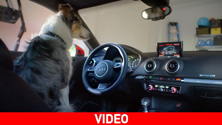 Σκύλος παρκάρει το Audi A3
