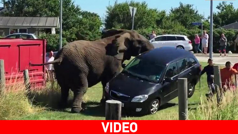 Ποτέ μην τα βάζεις με ελέφαντα!