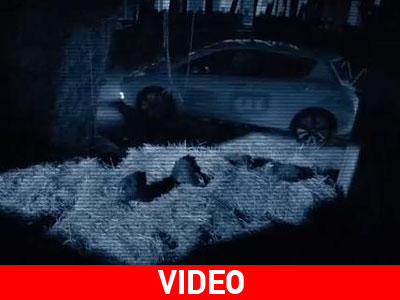 Με το Nissan Leaf δεν ξυπνάνε ούτε οι κότες!