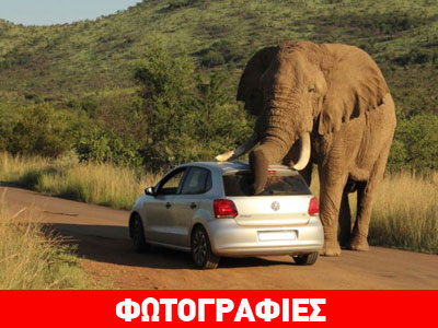 Τους την έπεσε ο ελέφαντας!