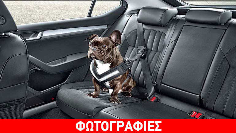 Ταξιδέψτε με ασφάλεια μαζί με το σκύλο σας