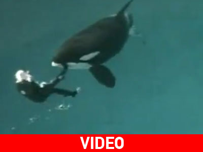 Επίθεση φάλαινας όρκα σε άνθρωπο