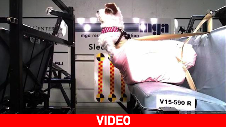 Δοκιμές πρόσκρουσης για σκύλους