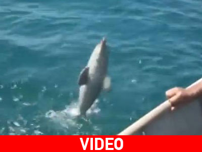 Δελφίνι ευχαριστεί τους ανθρώπους που το έσωσαν!