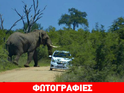 Ελέφαντας επιτίθεται σε αυτοκίνητο