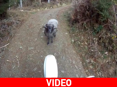 Αναβάτης εναντίον κριαριού: σημειώσατε 2!