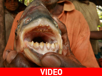 Σκότωνε τους ψαράδες τρώγοντας τα γεννητικά τους όργανα!