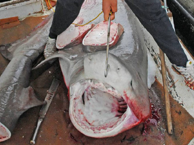 Έπιασε ψάρι 250 κιλών στο Ναύπλιο