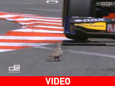 Μια Formula… επιτίθεται σε περιστέρι!