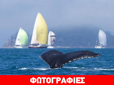 H Ρεγκάτα του κοσμοπολίτικου νησιού Hamilton