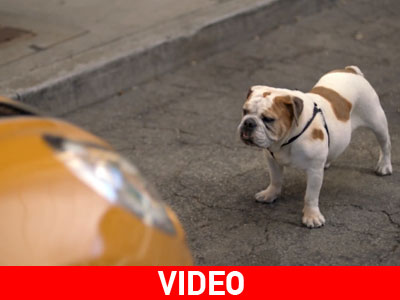 Τι δουλειά έχει ένα Bulldog δίπλα στο νέο Mini;