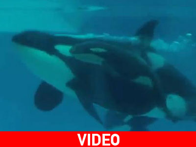 H γέννηση της μικρής όρκας!