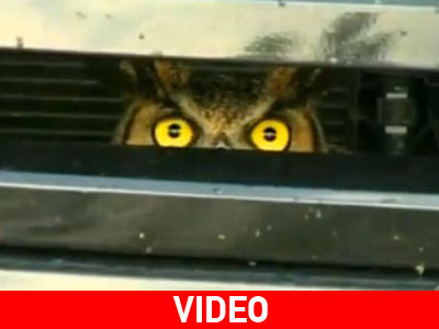 Μια κουκουβάγια παγιδευμένη σε ένα Ford Expedition!