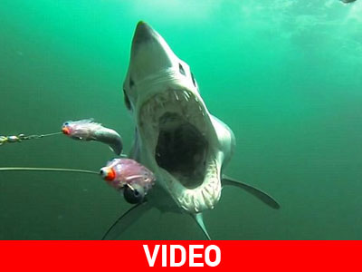 Πώς είναι να σε κυνηγά ένας καρχαρίας!