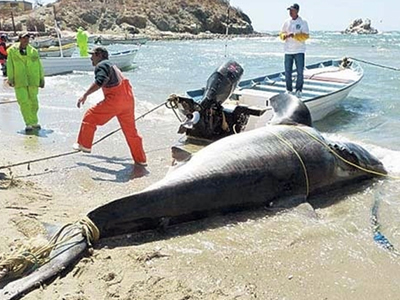 Ψαράς έπιασε λευκό καρχαρία στα δίχτυα του!