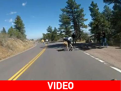 Τράκαρε με ελάφι!