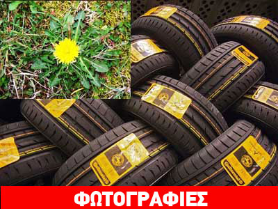 Κατασκευάζουν ελαστικά από αγριοράδικο!