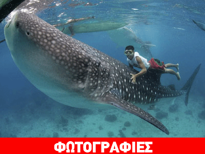 Ψαράς ταΐζει στο στόμα φάλαινα-καρχαρία!