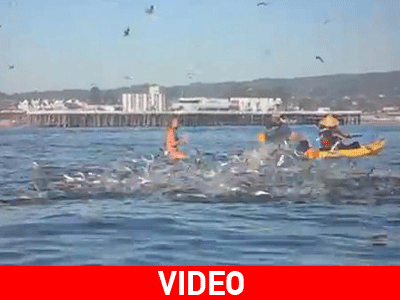 Πως θα ένιωθες δίπλα σε μια φάλαινα;