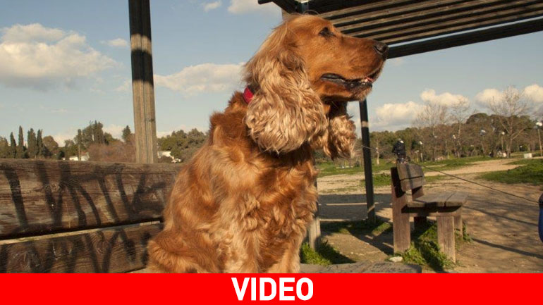 O Σκούμπι που τα κάνει όλα για ένα… μπισκότο