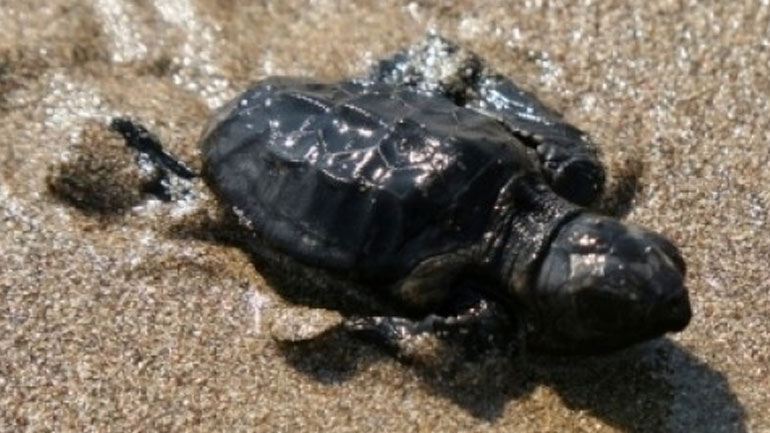 «Κρητικά» τα πρώτα νεογέννητα χελωνάκια Καρέτα- Καρέτα για το 2015