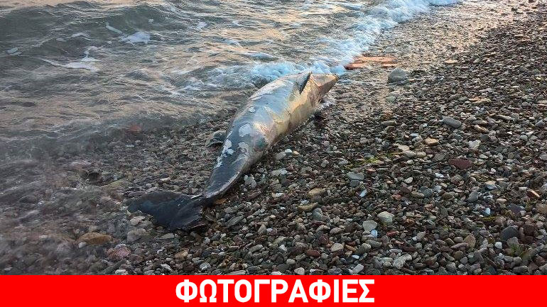 Βρέθηκε νεκρό δελφίνι στη Ναύπακτο