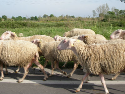 Ρόδος: Δηλητηρίασαν κοπάδι με πρόβατα