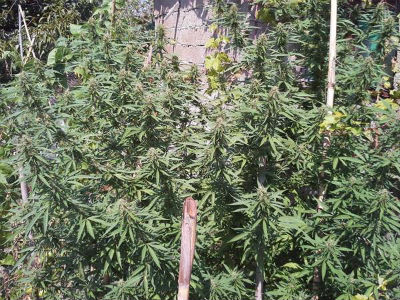 Εντόπισαν χασισοφυτεία στην Κέρκυρα