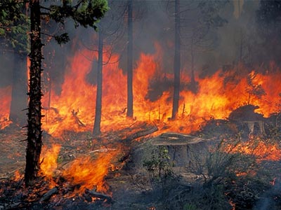 Καστοριά: Οικολογική καταστροφή από πυρκαγιές