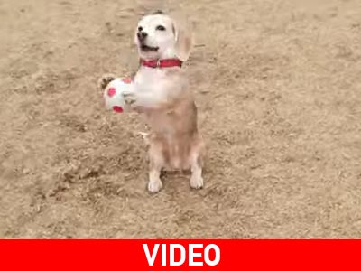 Σκύλος σε ρόλο… τερματοφύλακα