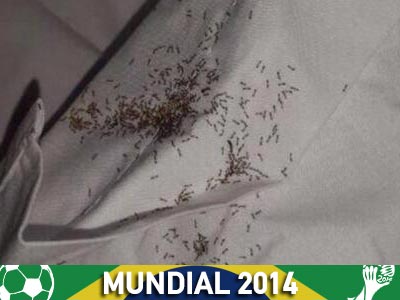 Μυρμήγκια-Ουρουγουάη σημειώσατε… 1