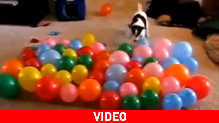 O σκύλος που… μισεί τα μπαλόνια