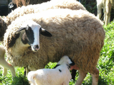 Πρέβεζα: Αυτοκίνητο σκότωσε 20 πρόβατα