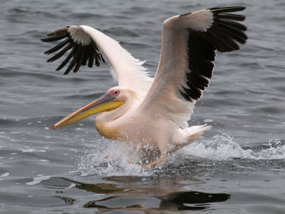Σκότωσαν σπάνιο αργυροπελεκάνο στο Δέλτα του Νέστου