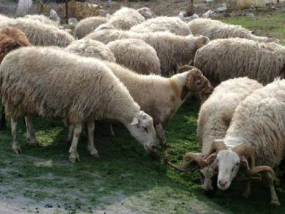 Πελοπόννησος: Στη μάχη ενάντια στον καταρροϊκό πυρετό