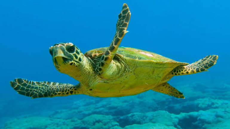 Παγκόσμια ημέρα χελώνας η 23η Μαΐου