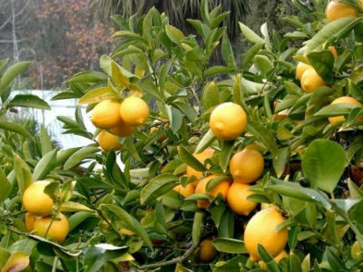 Ηλεία: Έκλεψαν 800 κιλά λεμόνια