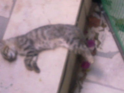 Ηράκλειο: Άγνωστος δηλητηριάζει μικρά ζώα