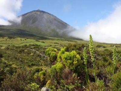 Ανακαλύφθηκε η σπανιότερη ορχιδέα της Ευρώπης