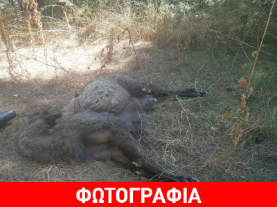 Τρίκαλα: Βρήκαν νεκρό το λάμα του ζωολογικού κήπου