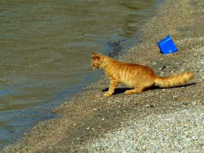 Λευκάδα: Πέταξαν γάτα στη θάλασσα με μια κλωτσιά!