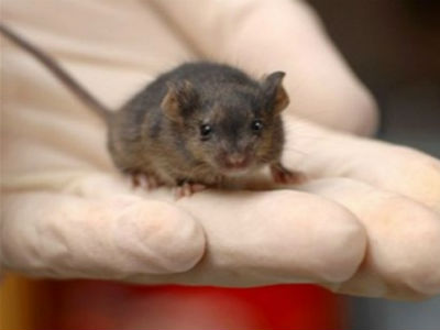 Ζάκυνθος: Ανησυχία για την αύξηση των κρουσμάτων λεπτοσπείρωσης