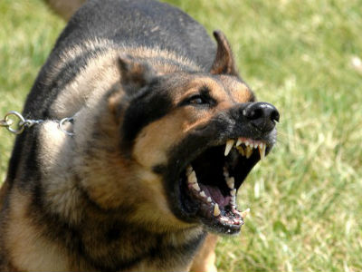 Βόλος: Σκότωσε τον σκύλο του γείτονα γιατί γάβγιζε