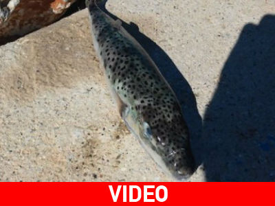 Επικίνδυνο λαγόψαρο στα δίχτυα ψαρά