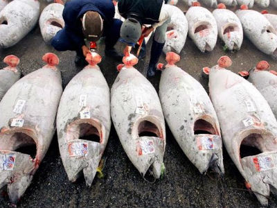 Καβάλα: Μηχανότρατα «έβγαλε» κόκκινους τόνους 200 κιλών