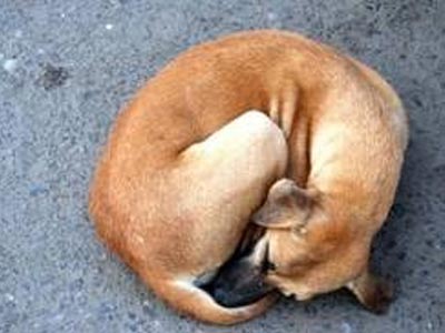 Έδεσαν σκυλάκι με σύρμα και το παράτησαν στα Καλά Νερά