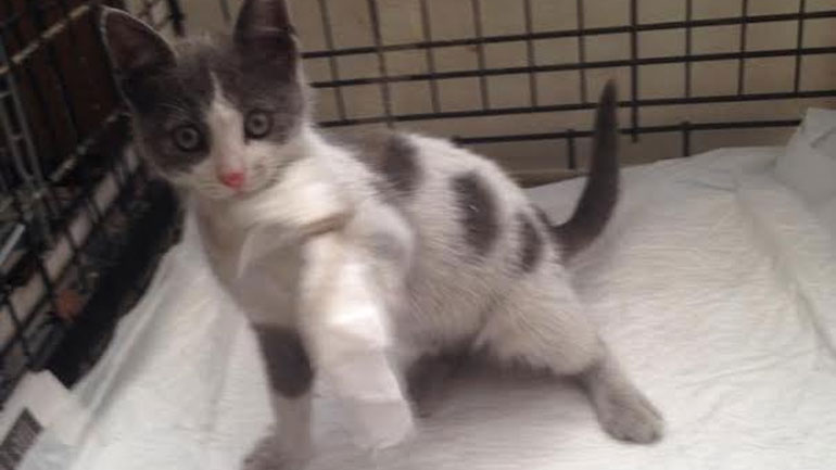 Χαρίζεται… παιχνιδιάρα γατούλα