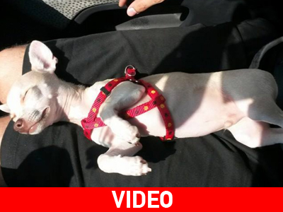 Ο σκύλος που… χορεύει ακόμα και όταν κοιμάται !